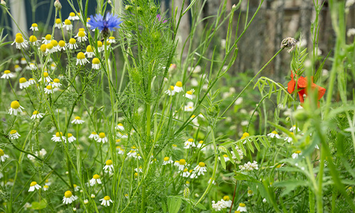 natuurinclusief boeren boerderij de ruurhoeve