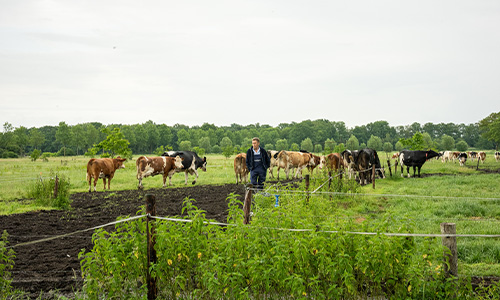 weide met koeien